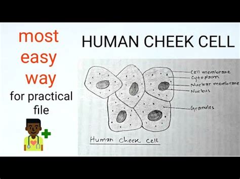 Cheek Cells Under Microscope Labeled