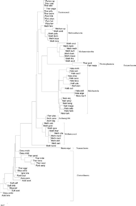 Figure 1 from The basal phylogenetic position of Nanoarchaeum equitans (Nanoarchaeota ...