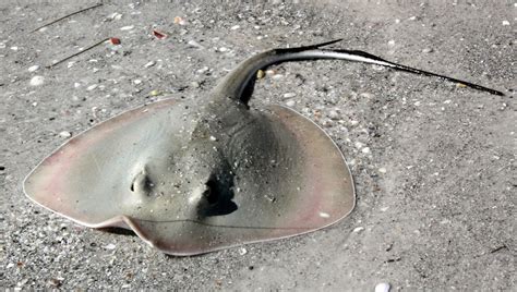 Southwest Florida Shoreline Studies: Florida StingRay