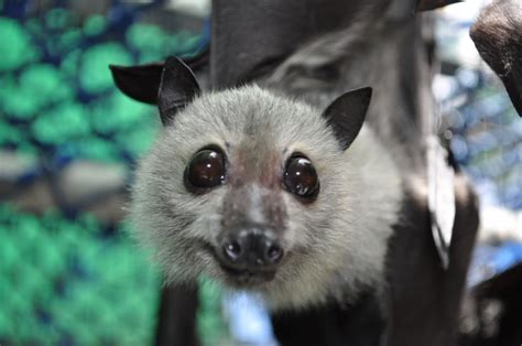 All about Australian Flying Foxes - Tolga Bat Hospital