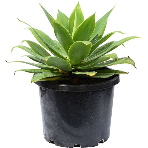 Agave Attenuata | Online Plant Shop Adelaide