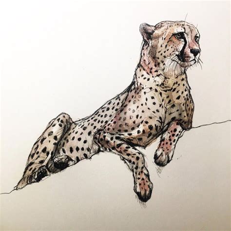 Cheetah Drawing Reference and Sketches for Artists