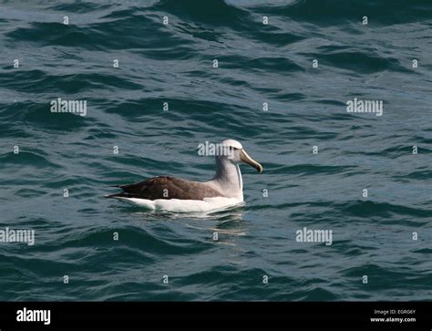 albatross species in ocean New Zealand Stock Photo - Alamy