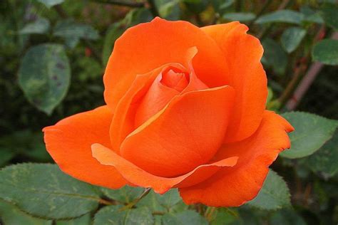 Orange Rose : r/flowers