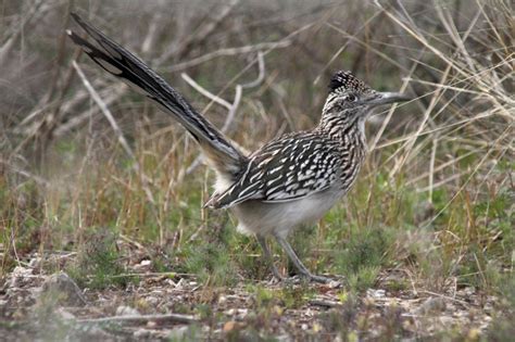 Greater Roadrunner - Geococcyx californianus - NatureWorks