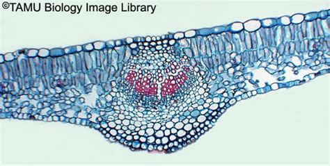 Micrograph Of A Dicot Leaf