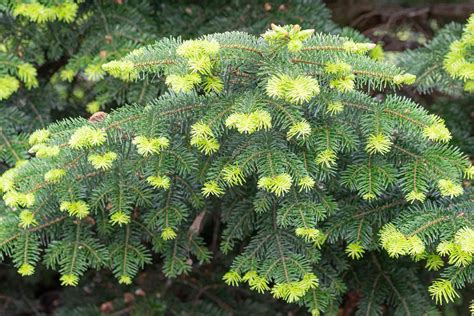 12 Easy-to-Grow Types of Fir Trees