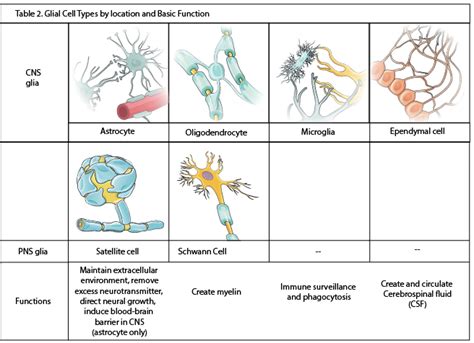 Nervous Tissue Diagram