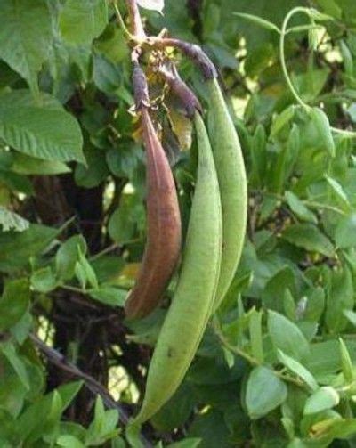 Trumpet Vine Seed Pods: Tips For Germinating Trumpet Vine Seeds in ...