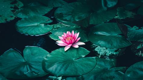 Lotus Flower in Water 4K Wallpapers | HD Wallpapers | ID #30493