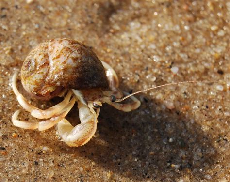 Pagurus longicarpus (Long-clawed hermit crab)