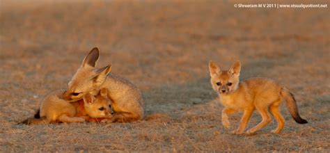 The 10 Most Endangered Fox Species | HubPages