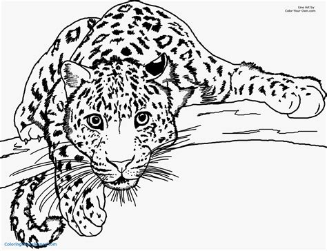 Realistic Cheetah Coloring Pages at GetDrawings | Free download