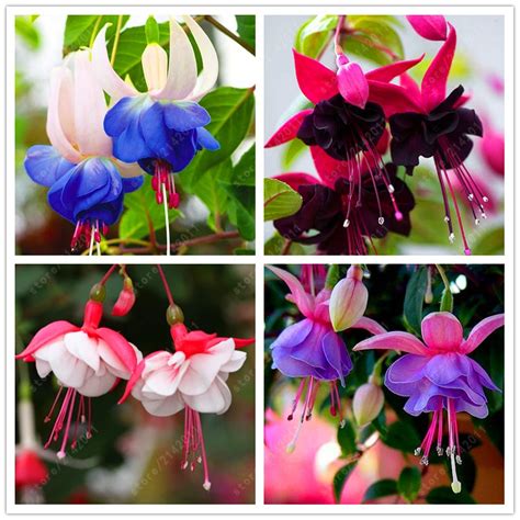 Aliexpress.com : Buy 200 pcs/bag fuchsia seeds, fuchsia flower, bonsai Hanging flower seeds ...