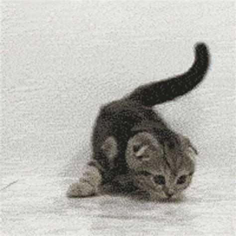 Kitten Tail Wagging GIF - Kitten TailWagging Cat - Discover & Share GIFs