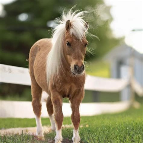 10 Of The Smallest Horse Breeds | Strathorn Farm Stables