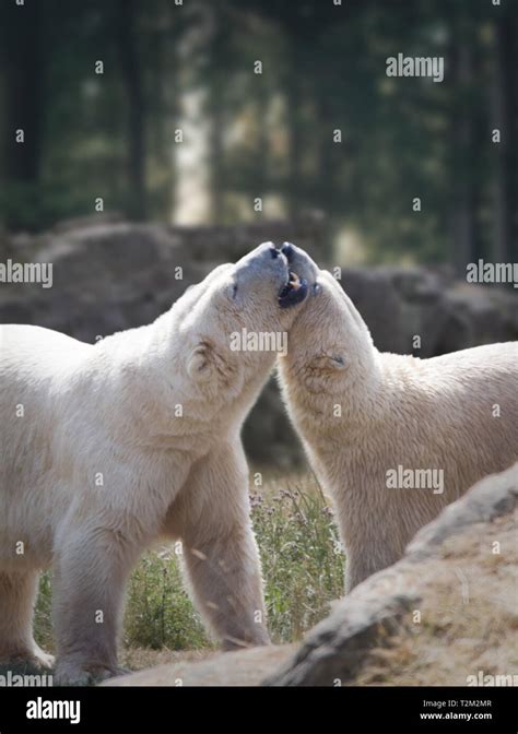 Polar Bears At Yorkshire Wildlife Park Stock Photo - Alamy