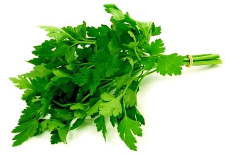 Health Benefits of Celery | Herbal Medicine and Nutrition