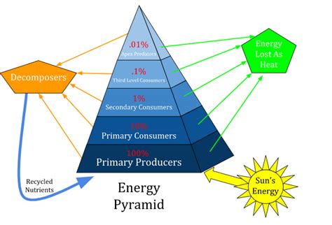 Draw a diagram of the pyramid of energy. In the ecosystem, energy flow is unidirectional. Explain.