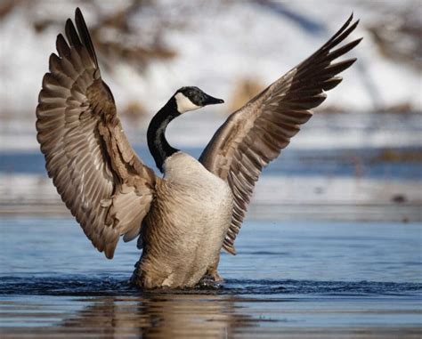 Canada Goose Identification, Life History, Habitat, and More