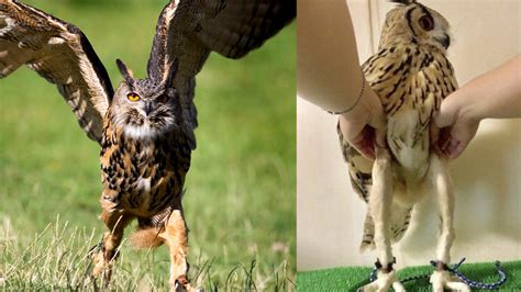 Help: I Can't Stop Looking At Pictures Of Owl Legs