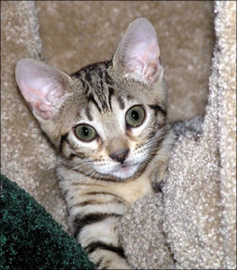 Bengal Cat profile: Foothill Felines My Storm in a Teacup (an adorable, pelted SBT Bengal female ...