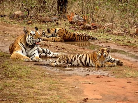 UNESCO allots India’s Panna Tiger Reserve ‘Biosphere Reserve’ status ...