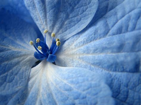 Light Blue Flower Wallpaper - WallpaperSafari