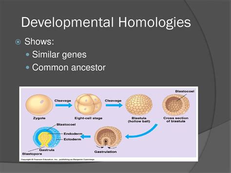 GENETIC CHANGE IN A POPULATION OVER TIME - ppt download