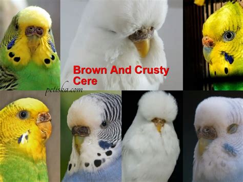 Budgie Cere Guide: Color, Color Transition, Age, Health, Breeding ...