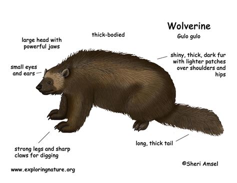 Top 157+ What does a wolverine animal look like - Merkantilaklubben.org