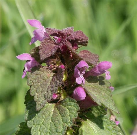 Dead Nettle, an Overlooked yet Valuable Wild Edible - Eat The Planet