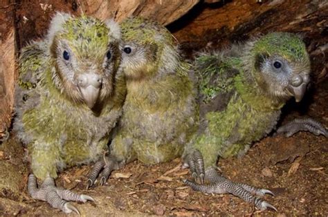 Rare world's fattest parrot has record breeding season | Bangkok Post: news