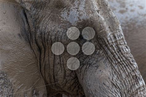 Elephant face • Popular Stock Photos