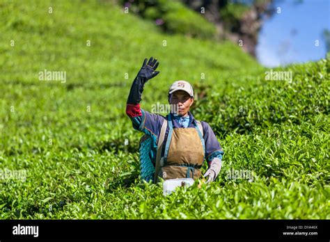 Man harvesting tea (Camellia sinensis) on tea plantation near Ciwidey ...