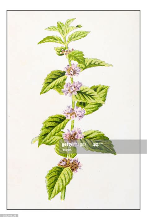 Ilustração : Antique cor planta flor ilustração: Mentha arvensis ...