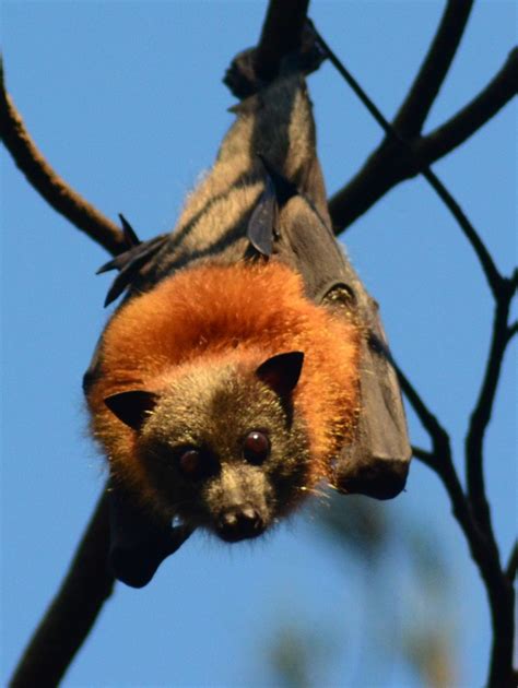 Grey-headed Flying-fox (Mammals of Greater Adelaide) · iNaturalist