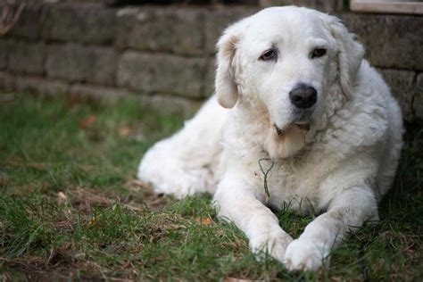 12 Dog Breeds That Only Have White Coats