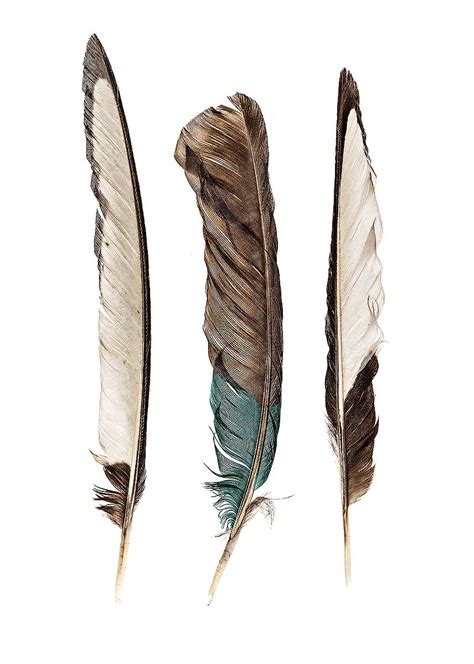 Three Feathers – Image Conscious