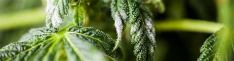 Moldy Weed 101: Everything You Need to Know