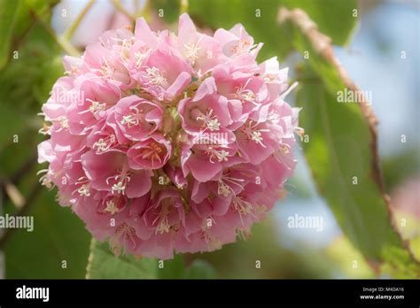 Pink snowball tree, also called Dombeya cayeuxii Stock Photo - Alamy