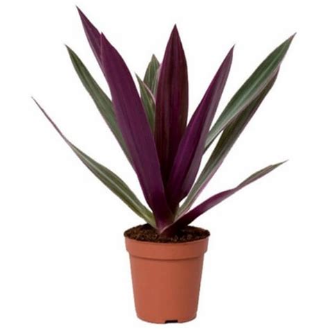 Rhoeo Plant, Rhoeo discolor Vittata - Plant - KS GARDEN NURSERY