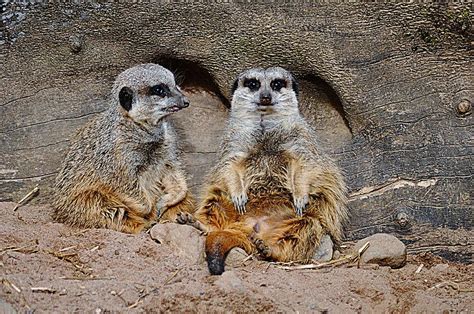 Meerkat Family Photograph by John Hughes - Fine Art America