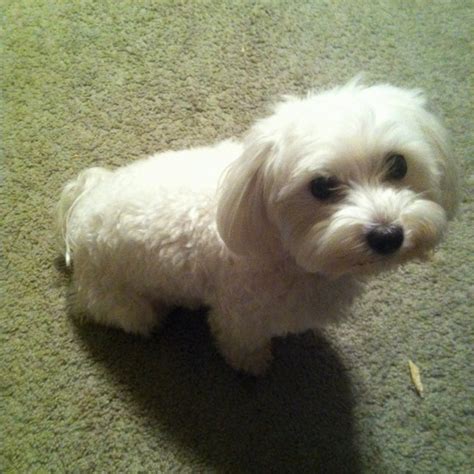 Maltese Bichon Frise mix | Very cute dogs, Cute puppies, Cute dogs