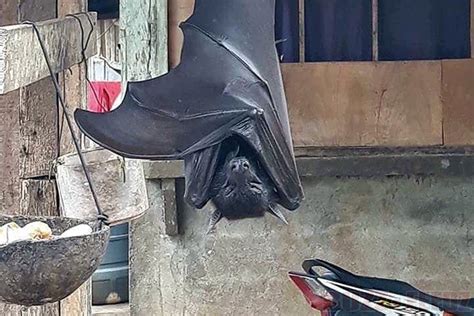 A photo of a human-sized bat appeared on Twitter, and it's real! - Top ...