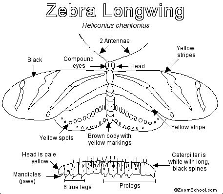 Zebra Longwing Butterfly Life Cycle