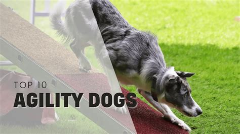 Top 10 Agility Dogs To Live That Sports Dog Life With - Rebarkable