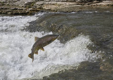 Chinook Salmon Habitat in Central Idaho Is in Trouble, Scientists Say | The Daily Chronicle