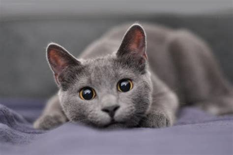 15 Grey Cat Breeds - Most Popular Gray Cats