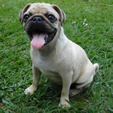 Pug Dog Names: More Than 101 Names and Meanings for your Pug Puppy